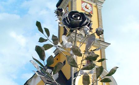 Friedensrose